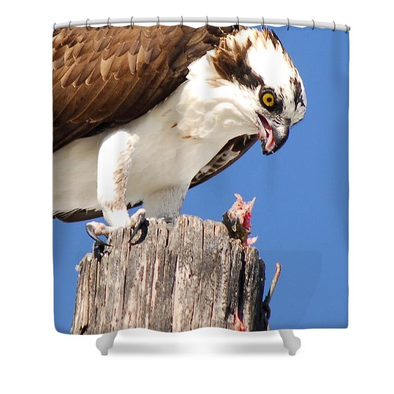 Osprey Shower Curtain featuring the photograph Sloppy by Quinn Sedam