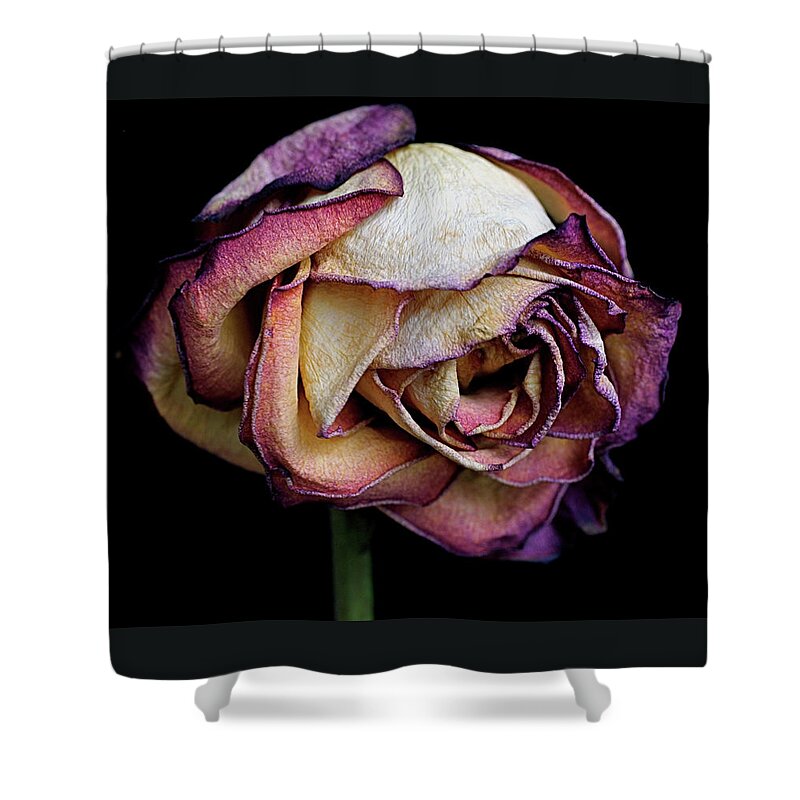 Dried Flower Shower Curtain featuring the photograph Slow Fade by Rona Black