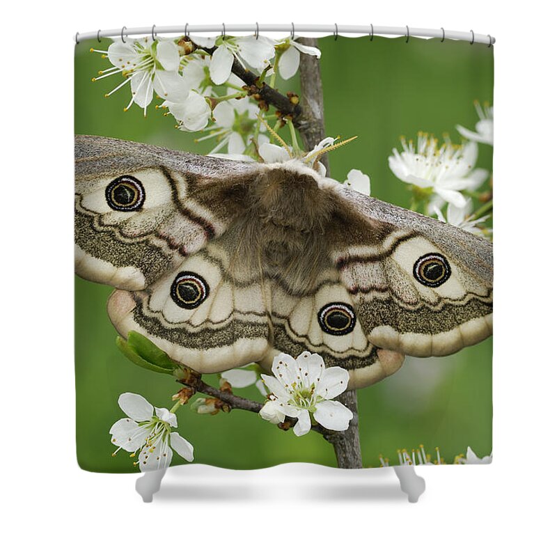 Feb0514 Shower Curtain featuring the photograph Small Emperor Moth Female Switzerland by Thomas Marent