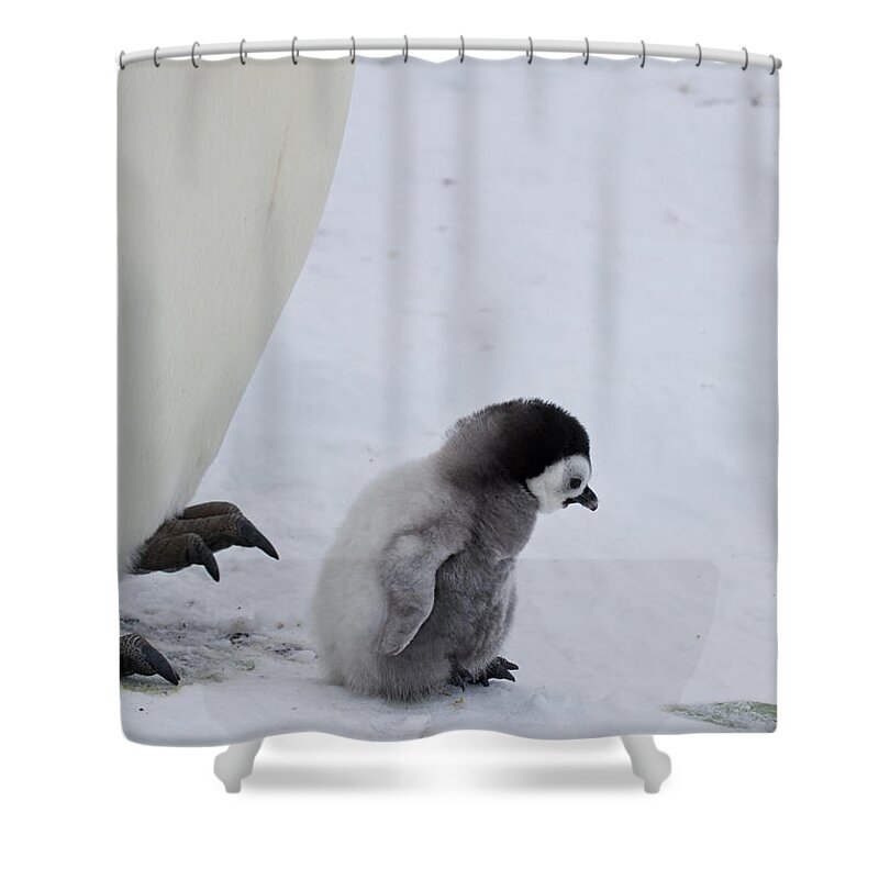 Emperor Penguin Shower Curtain featuring the photograph Small Emperor Penguin Chick by Greg Dimijian