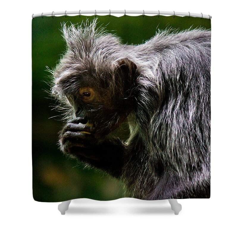 Small Shower Curtain featuring the photograph Small Monkey Eating by Jonny D