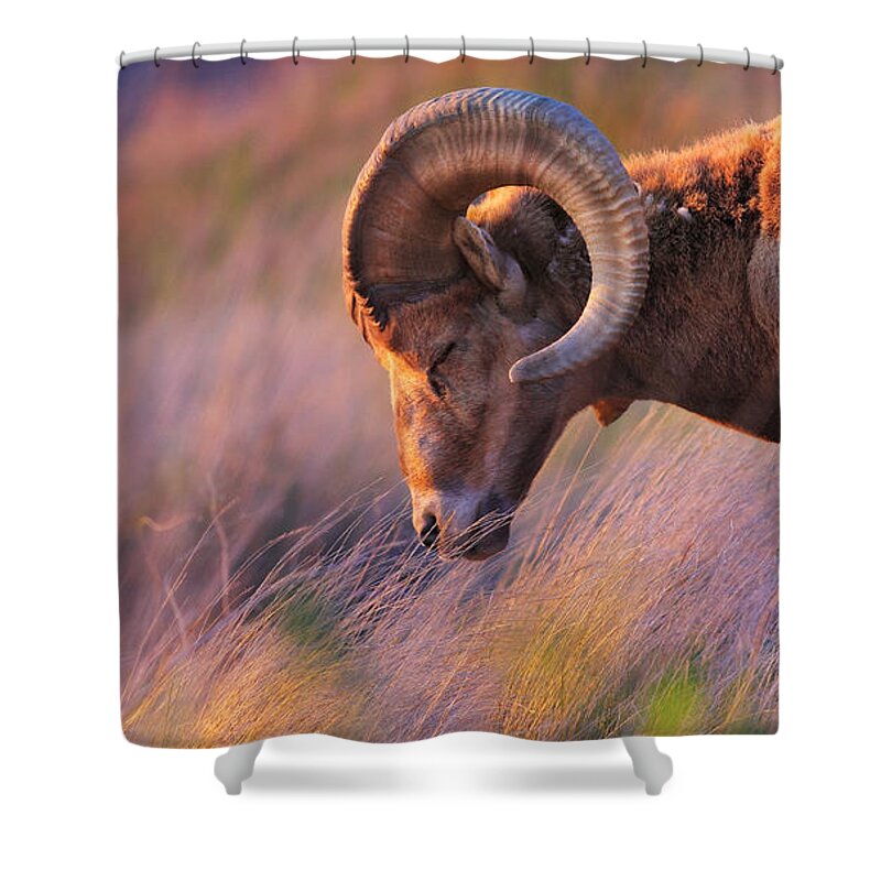 Sheep Shower Curtain featuring the photograph Smell The Wind by Kadek Susanto