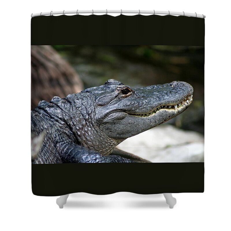 Alligator Shower Curtain featuring the photograph Smiling Alligator by Valerie Collins