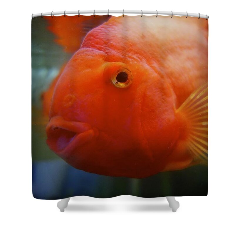 Close Up Photograph Shower Curtain featuring the photograph Smiling Gold Fish by Joan Reese