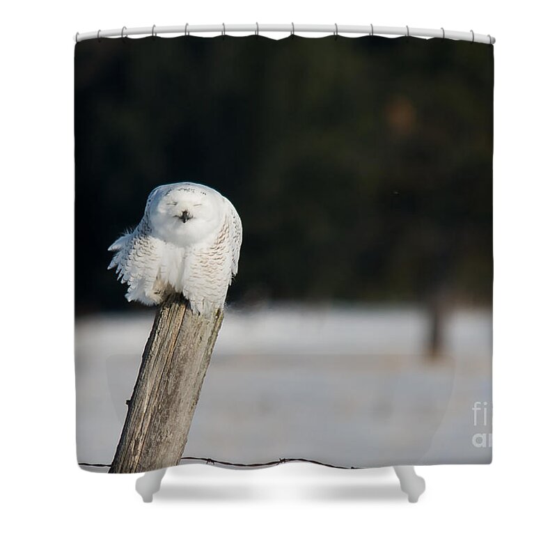 Snowy Owl Shower Curtain featuring the photograph Smiling Snowy by Cheryl Baxter