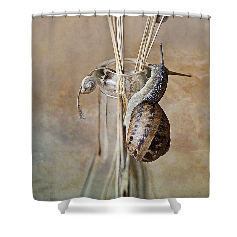Snail Shower Curtain featuring the photograph Snails by Nailia Schwarz