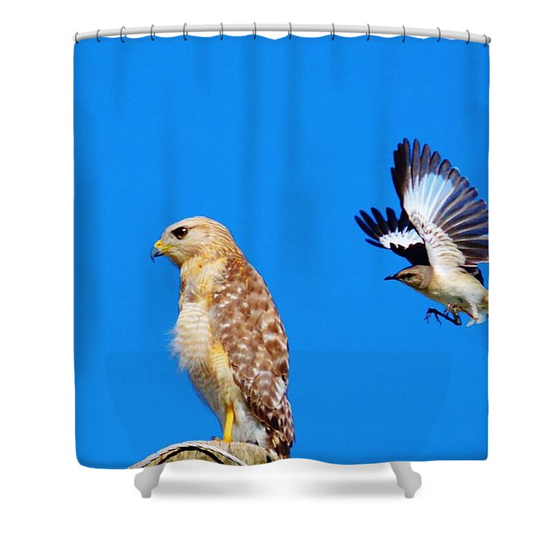 Bird Shower Curtain featuring the photograph Sneak Attack by Tamara Michael
