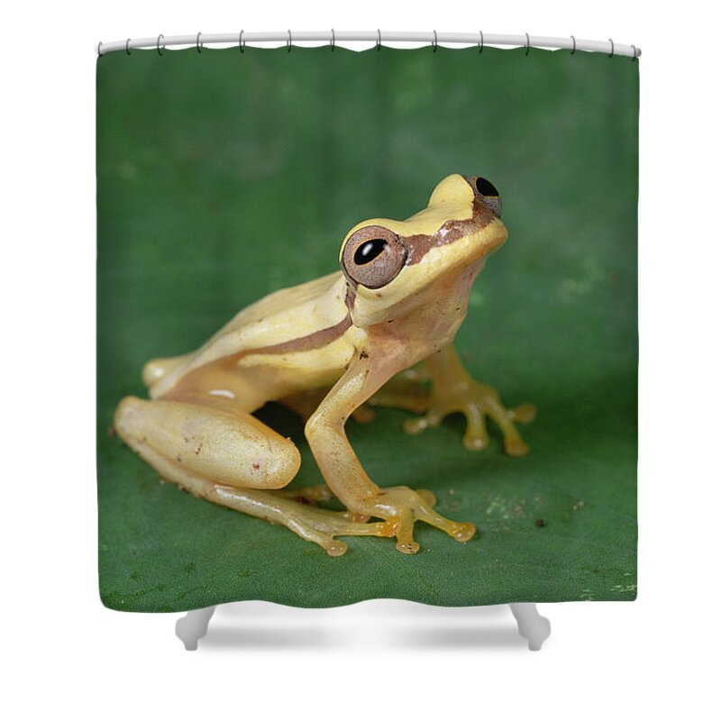 Feb0514 Shower Curtain featuring the photograph Snouted Treefrog Galapagos by Mark Moffett