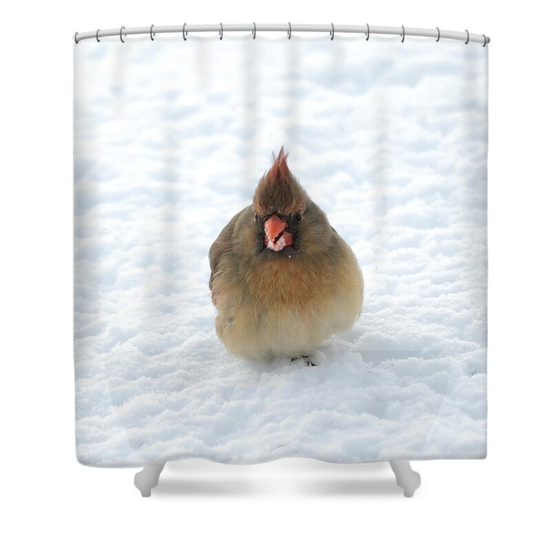 Cardinal Shower Curtain featuring the photograph Snow Beard by Holden The Moment