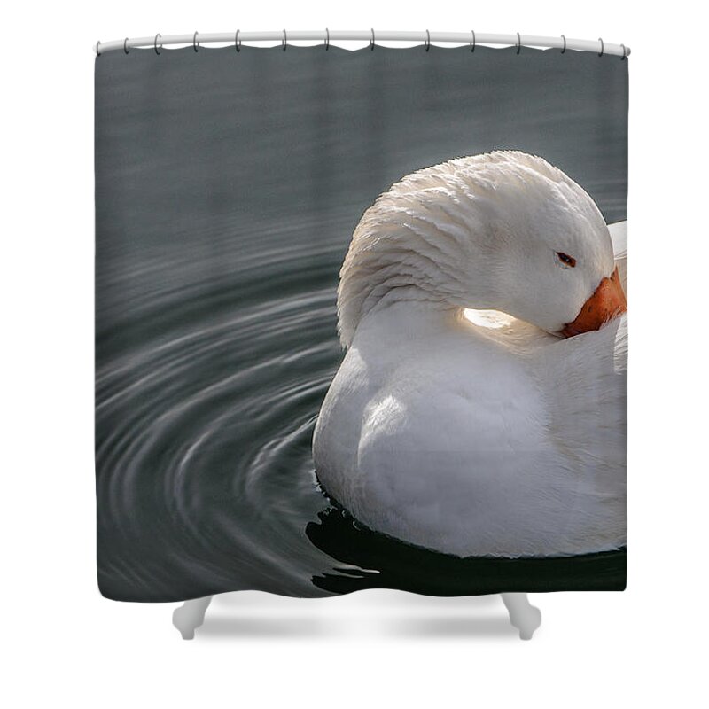 Snow Geese Shower Curtain featuring the photograph Snow Beautiful Snow Goose by Roxy Hurtubise