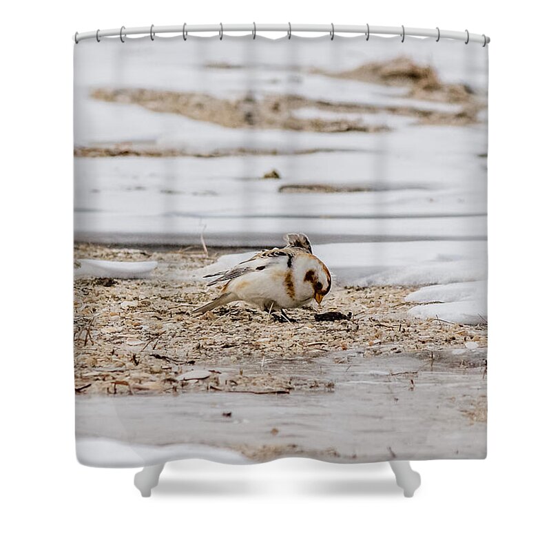 Calcariidae Shower Curtain featuring the photograph Snow Bunting foraging by SAURAVphoto Online Store