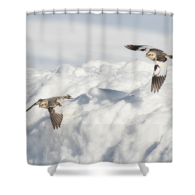 Wildlife Shower Curtain featuring the photograph Snow Buntings in Flight by William Selander