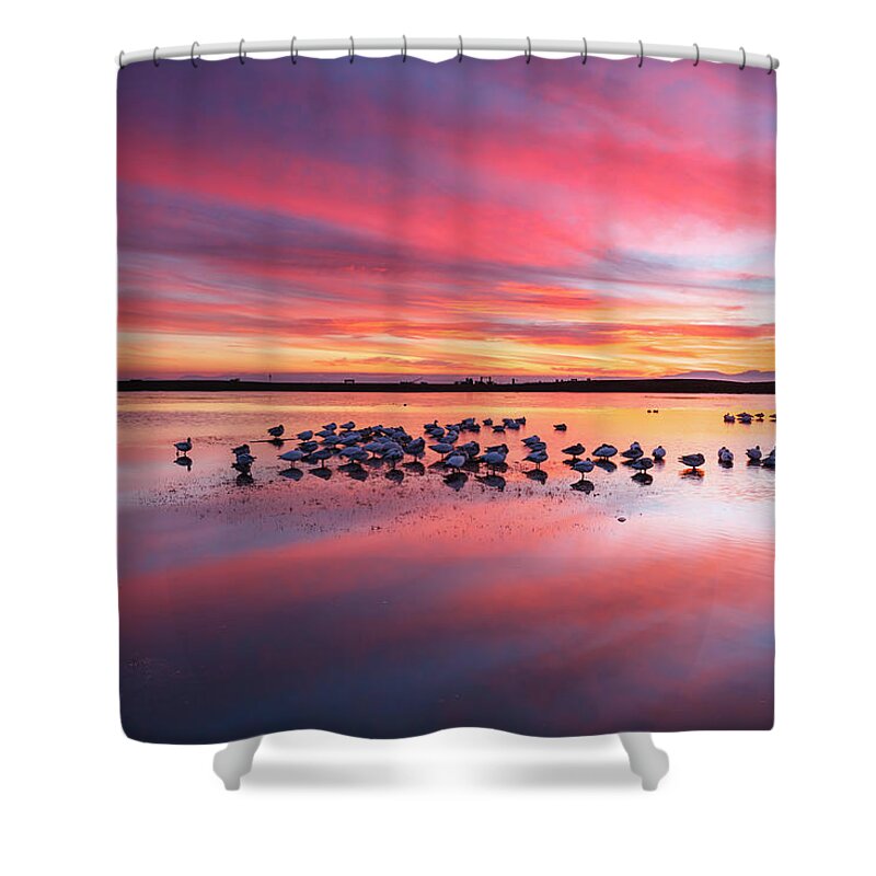 Scenics Shower Curtain featuring the photograph Snow Geese At Twilight by Glowingearth