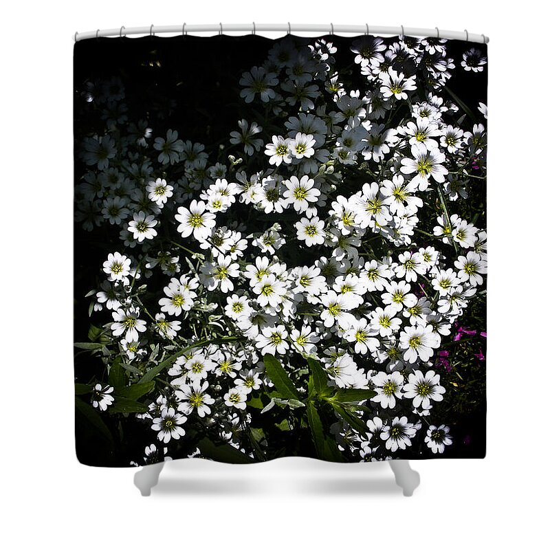 White Flowers Photographs Shower Curtain featuring the photograph Snow in Summer by Joann Copeland-Paul