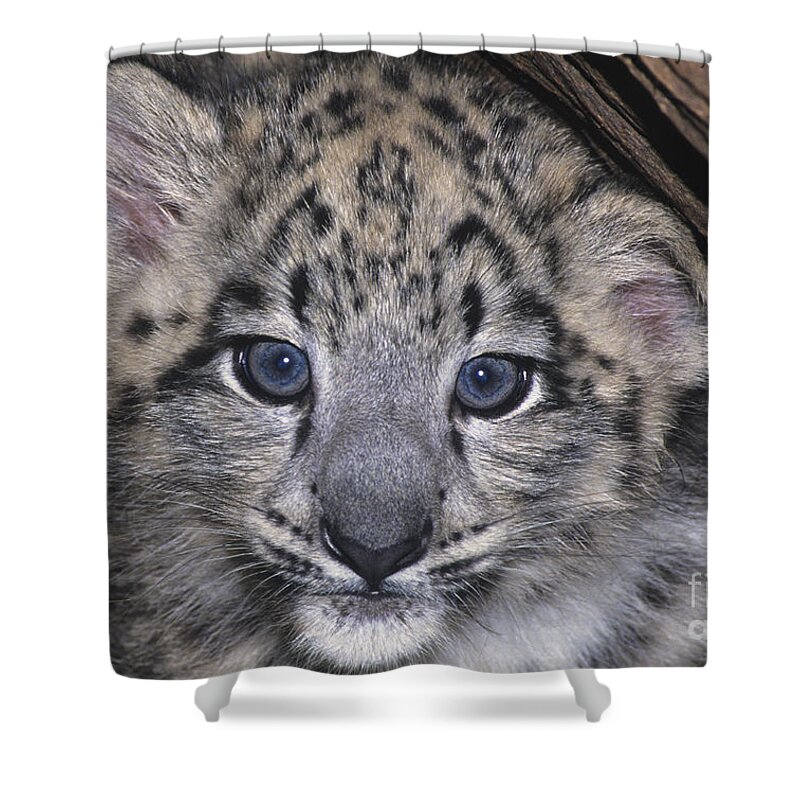 Asia Shower Curtain featuring the photograph Snow Leopard Cub ENDANGERED by Dave Welling