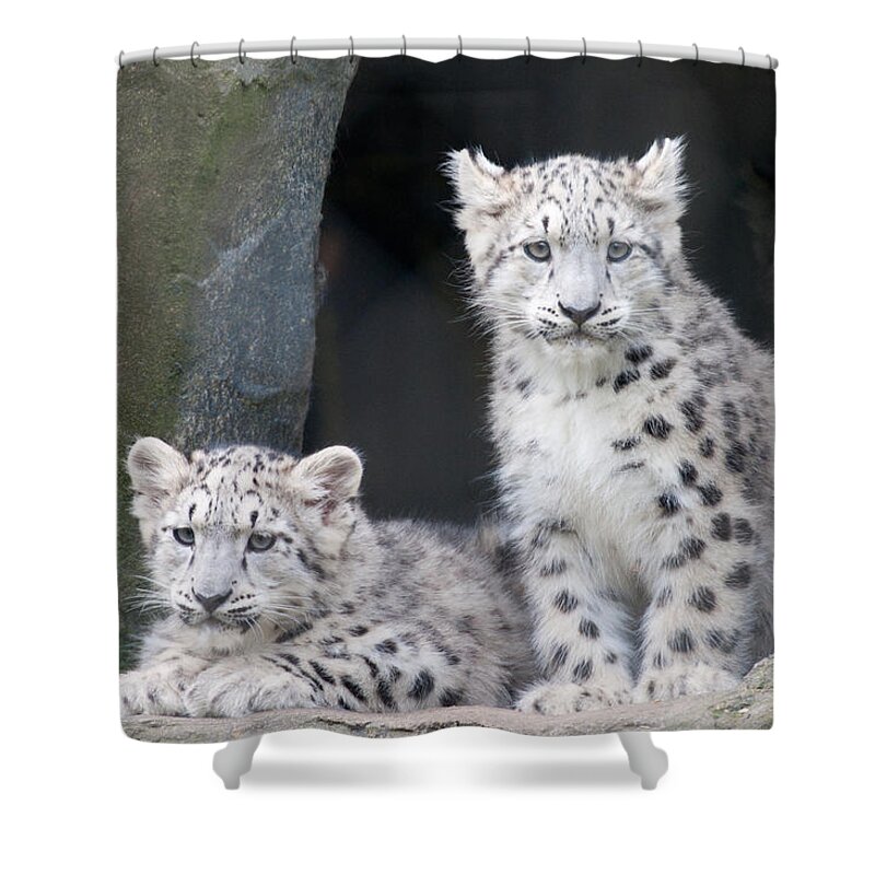 Animal Shower Curtain featuring the photograph Snow Leopard Cubs by Chris Boulton