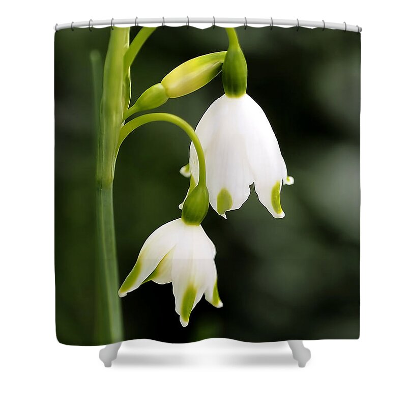 Snowbells Shower Curtain featuring the photograph Snowbells in Spring by Rona Black