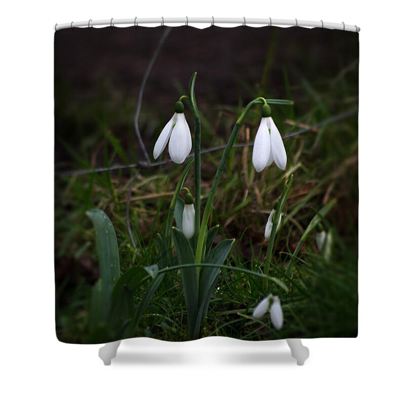 Nature Shower Curtain featuring the photograph Snowdrops by Spikey Mouse Photography