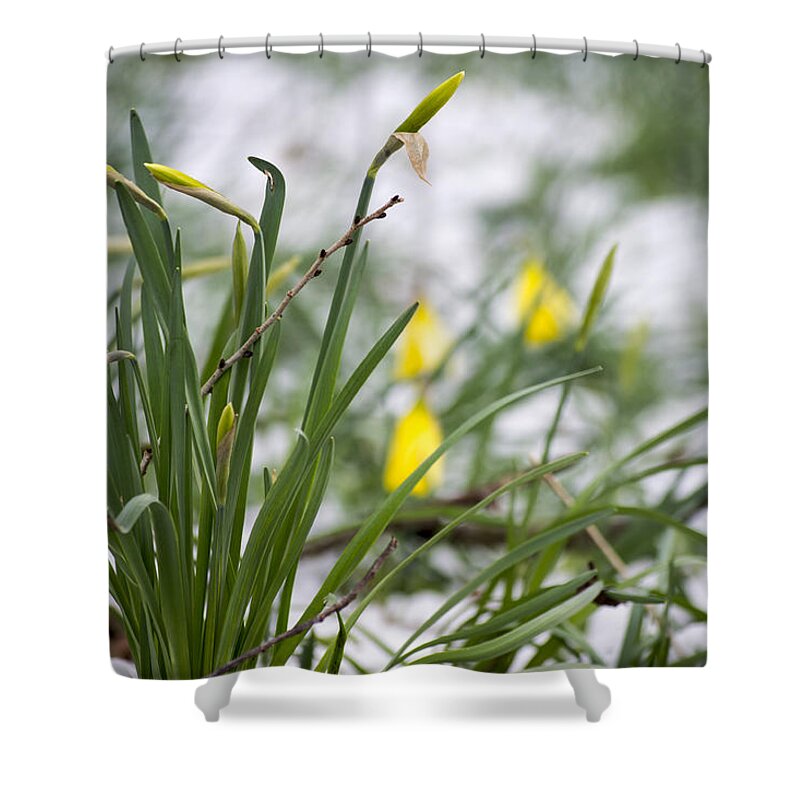 Daffodils Shower Curtain featuring the photograph Snowy Daffodils by Spikey Mouse Photography