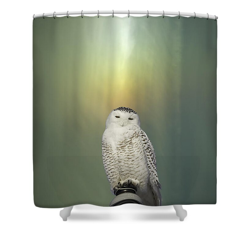 Snowy Owl (bubo Scandiacus) Shower Curtain featuring the photograph Snowy Owl And Aurora Borealis by Thomas Young
