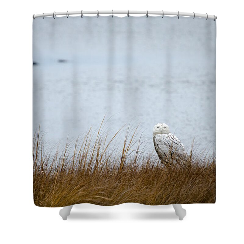 Snowy Owl Shower Curtain featuring the photograph Snowy Owl by Crystal Wightman