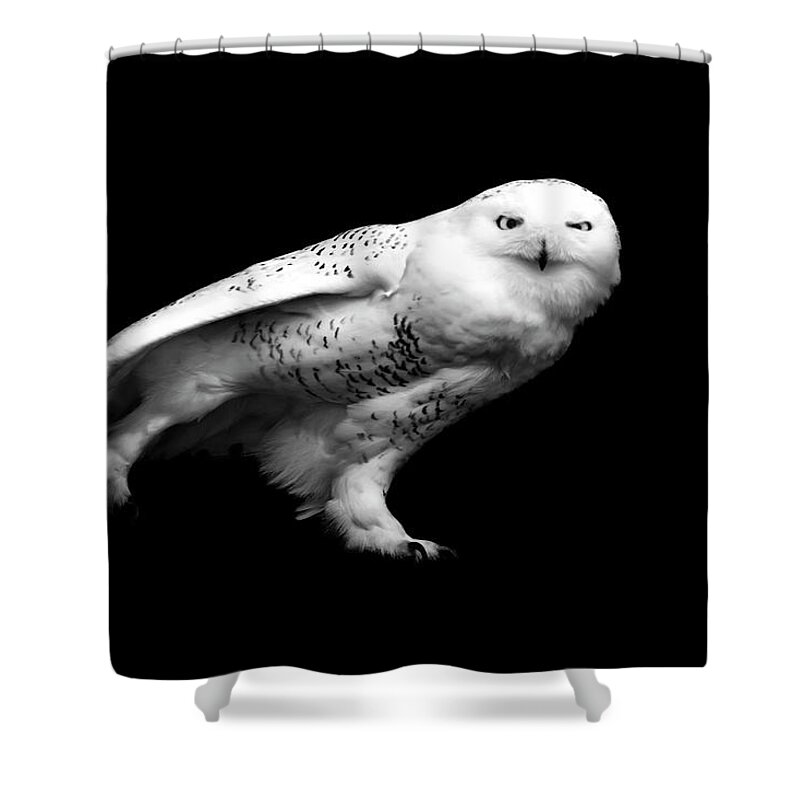 Animal Themes Shower Curtain featuring the photograph Snowy Owl by Malcolm Macgregor