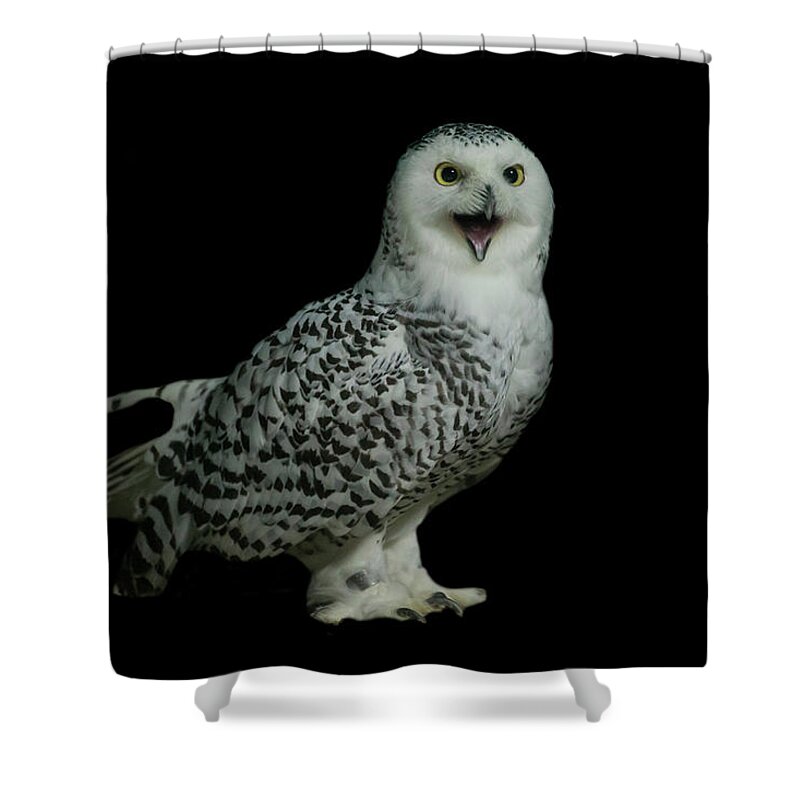 Animal Themes Shower Curtain featuring the photograph Snowy Owl by Manoj Shah