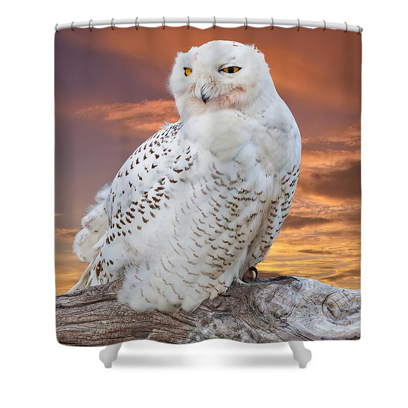 Animal Shower Curtain featuring the photograph Snowy Owl Perched at Sunset by Jeff Goulden