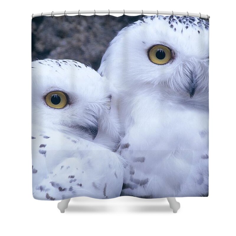Snowy Owls Shower Curtain featuring the photograph Snowy Owls by Paal Hermansen