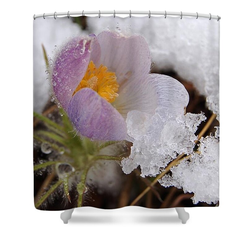 Dakota Shower Curtain featuring the photograph Snowy Pasqueflower by Greni Graph