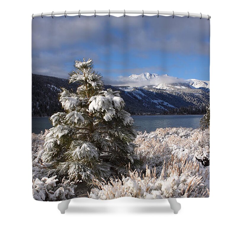 Snow Shower Curtain featuring the photograph Snowy Pine by Duncan Selby