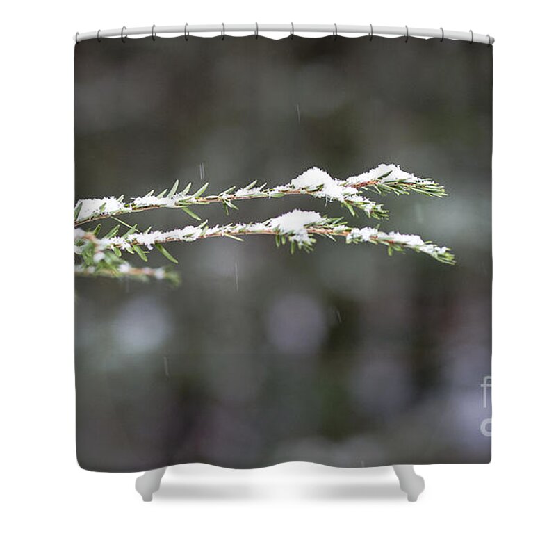 Christmas Shower Curtain featuring the photograph Snowy pine by Steven Ralser