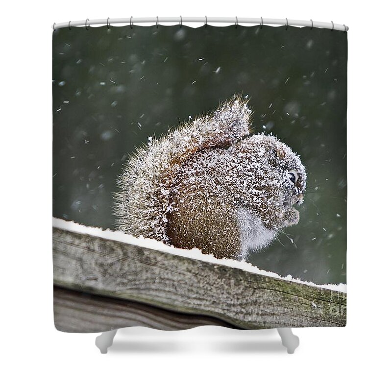 Maine Shower Curtain featuring the photograph Snowy Squirrel by Karin Pinkham