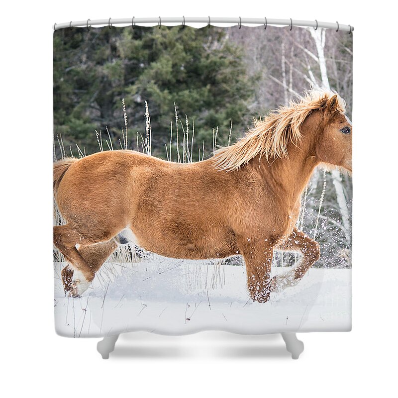 Horse Shower Curtain featuring the photograph Snowy Trot by Cheryl Baxter