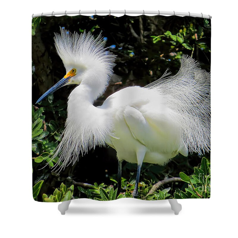 Snowy White Shower Curtain featuring the photograph Snowy White Egret Breeding Plumage by Jennie Breeze