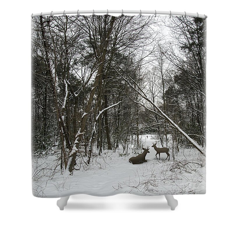 2d Shower Curtain featuring the photograph Snowy Wooded Path by Brian Wallace