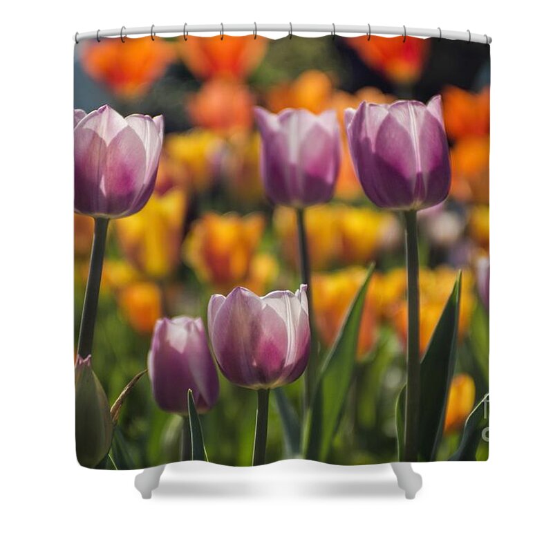 Fresh Shower Curtain featuring the photograph Soak Up The Sun by Peggy Hughes