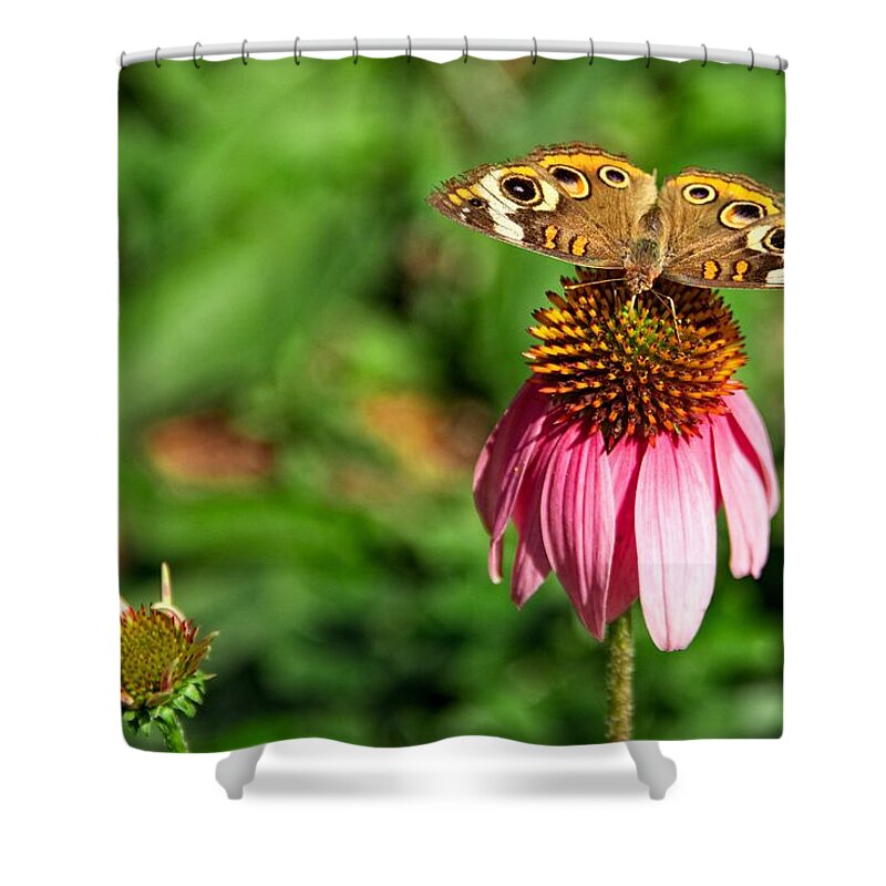 Insects Shower Curtain featuring the photograph Soaking up the Sun by Dave Files