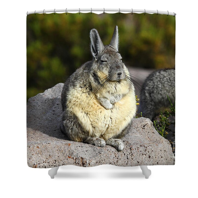 Wildlife Shower Curtain featuring the photograph Soaking up the Sun by James Brunker