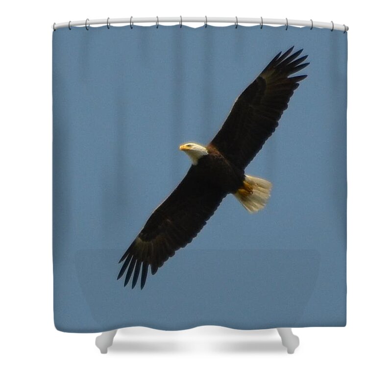 Unaltered Shower Curtain featuring the photograph Soaring Bald Eagle by Jeff at JSJ Photography