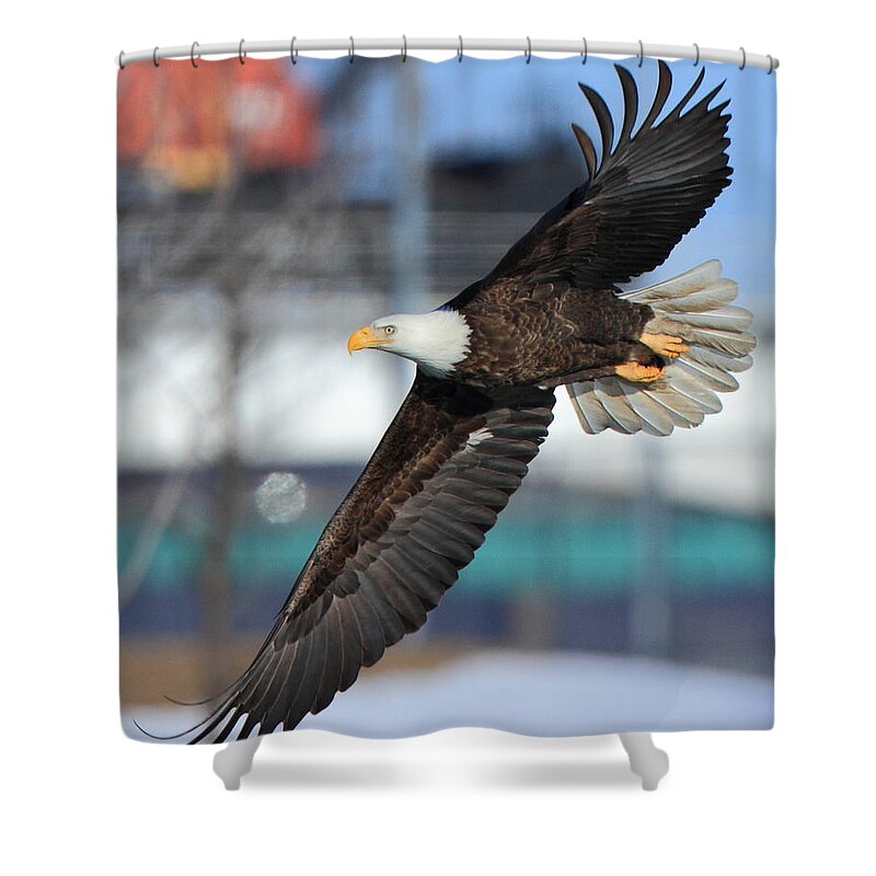 American Bald Eagle Shower Curtain featuring the photograph Soaring Eagle by Coby Cooper