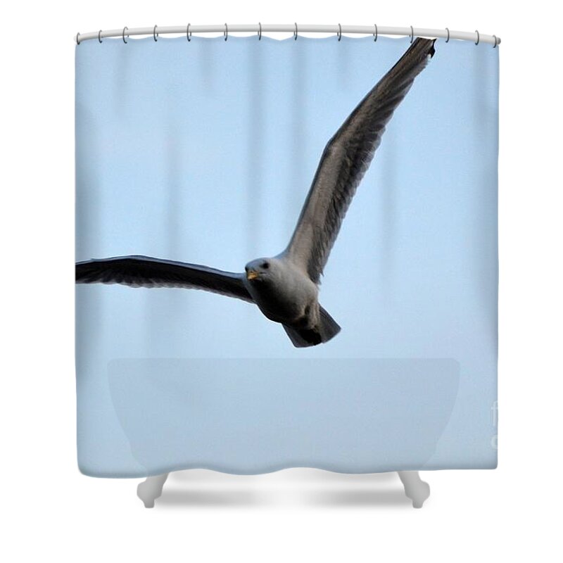 Seagull Shower Curtain featuring the photograph Soaring Gull by Lynellen Nielsen