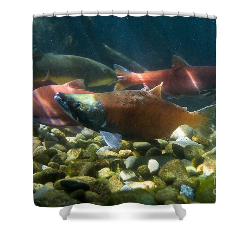 Nature Shower Curtain featuring the photograph Sockeye Salmon Kokanee by William H. Mullins