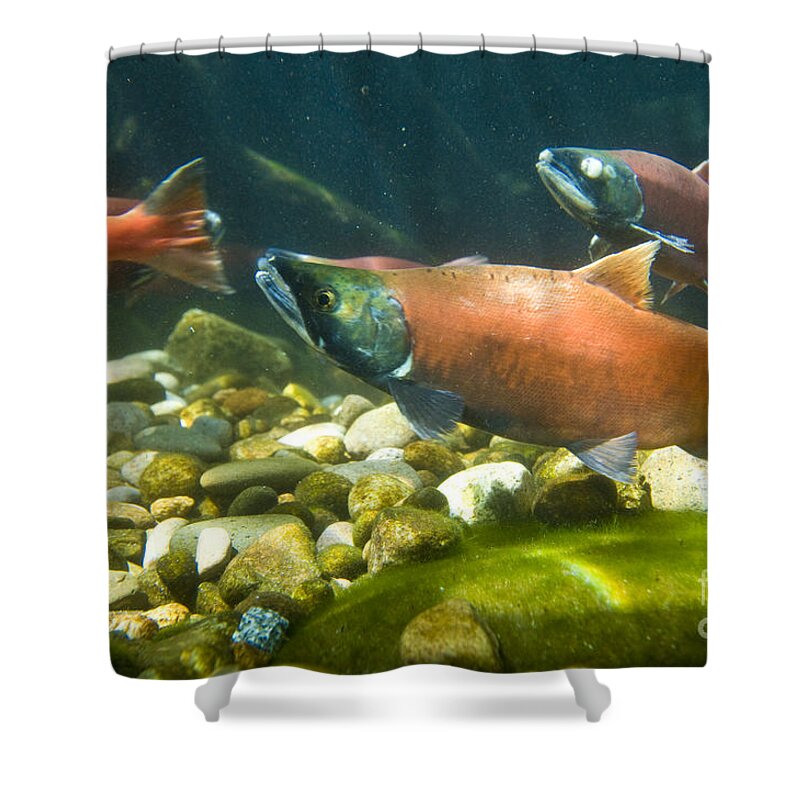 Nature Shower Curtain featuring the photograph Sockeye Salmon Spawning by William H. Mullins