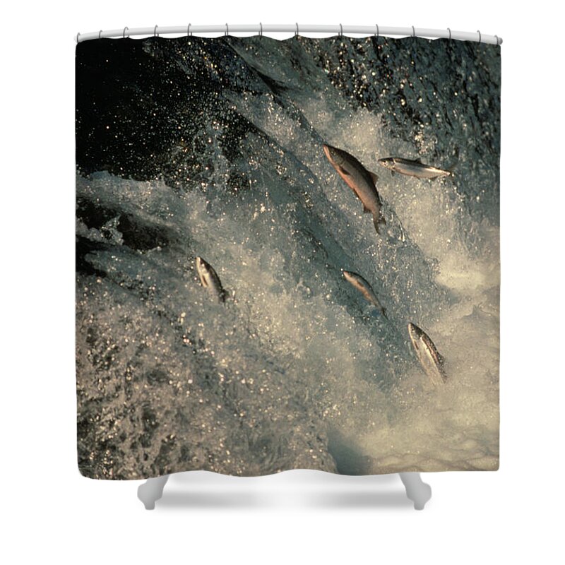Fauna Shower Curtain featuring the photograph Sockeye Salmon Swimming Upstream by Ron Sanford