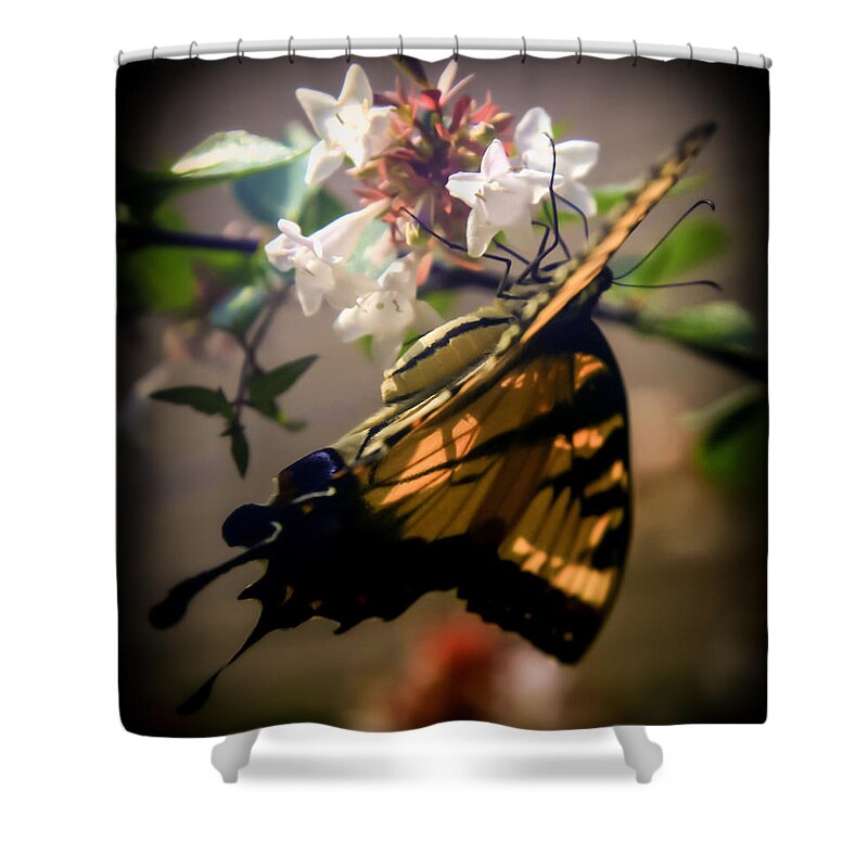 Morning Light Shower Curtain featuring the photograph SOFT AS the MORNING LIGHT by Karen Wiles