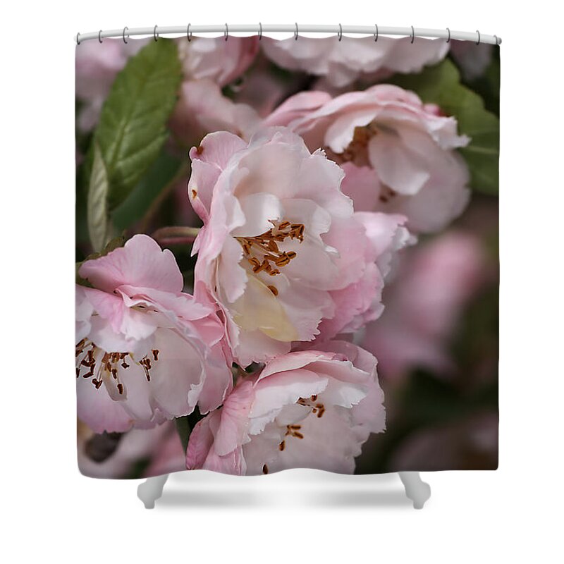 Flower Shower Curtain featuring the photograph Soft Blossom by Joy Watson