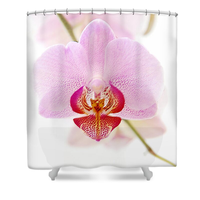 Asia Shower Curtain featuring the photograph Soft Orchid by Hannes Cmarits