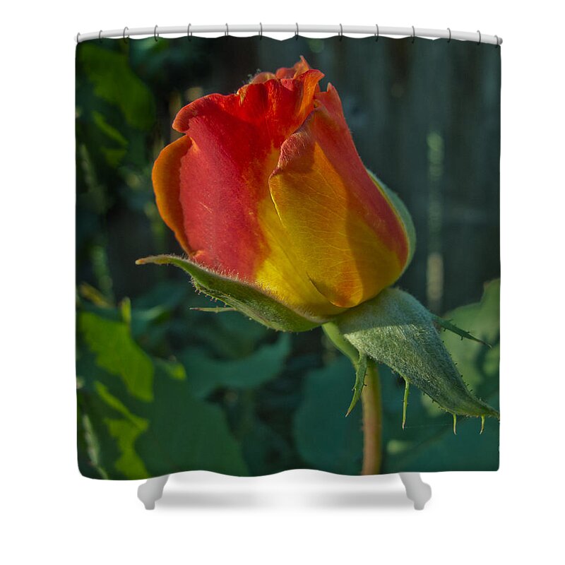 Flower Shower Curtain featuring the photograph Solitaire by Arlene Carmel