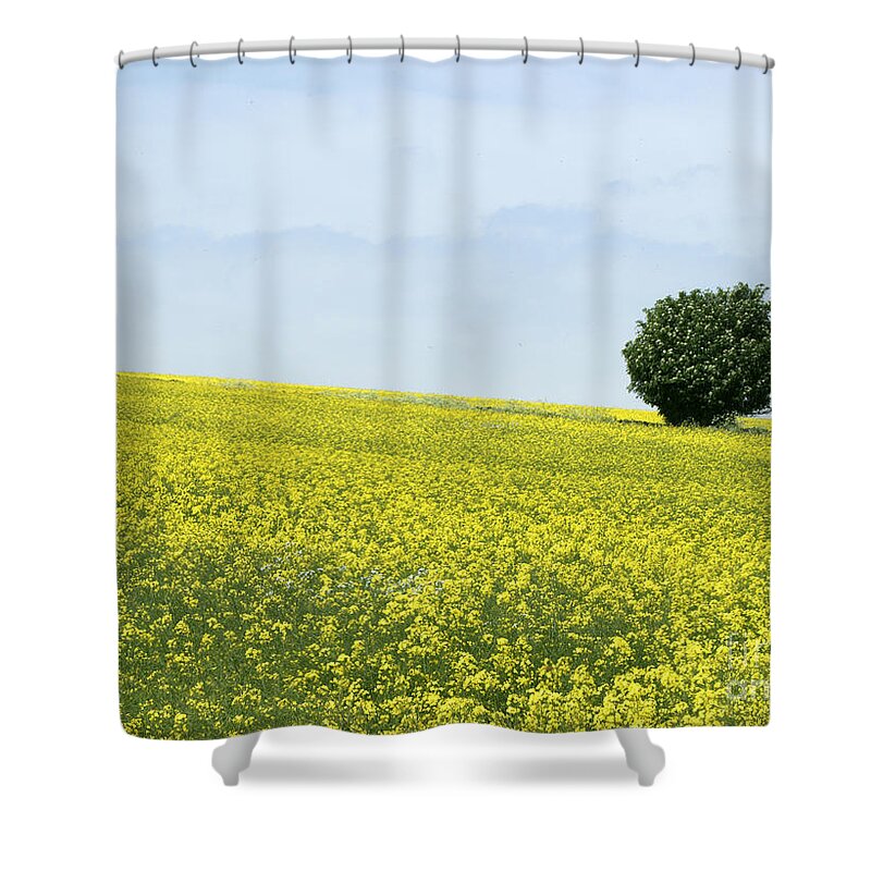 Field Shower Curtain featuring the photograph Solitary by David Birchall